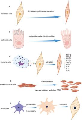 The role of the cytoskeleton in fibrotic diseases